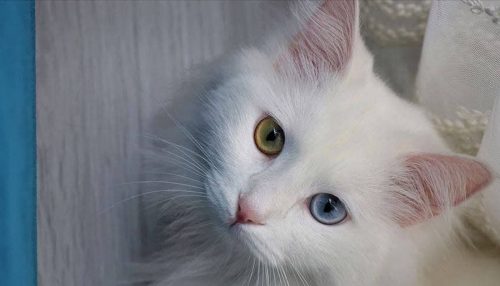 گربه چشم رنگی مشهور شهر وان ترکیه